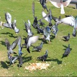 Les pigeons du port de TA. המראת חרום